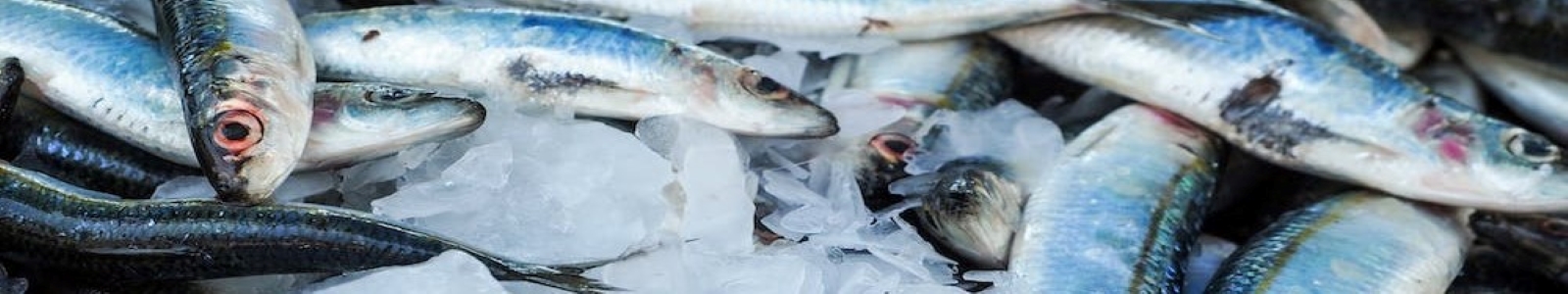 freshly caught fish stored on ice